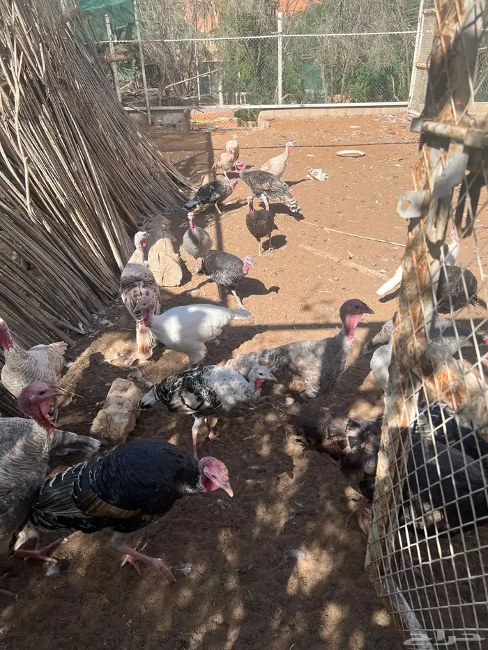 دجاج رومي للبيع 1