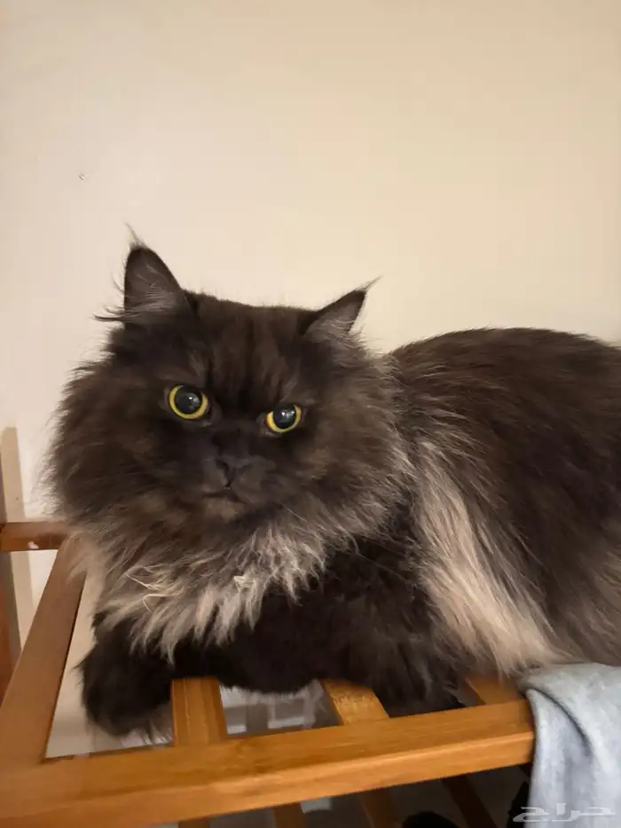 شيرازي قطه للتبني 0