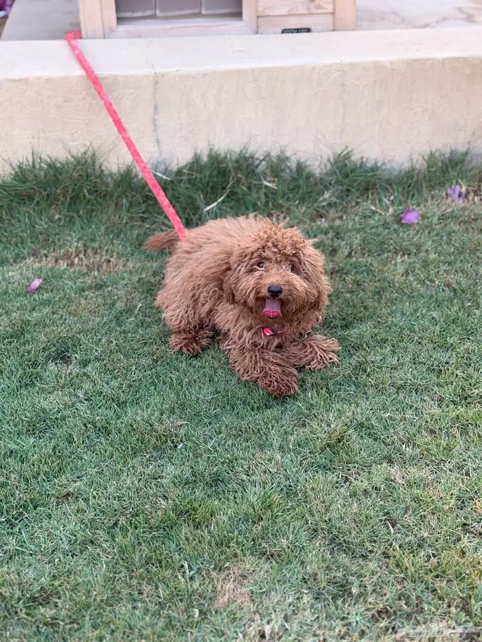 انثى توي بودل 6