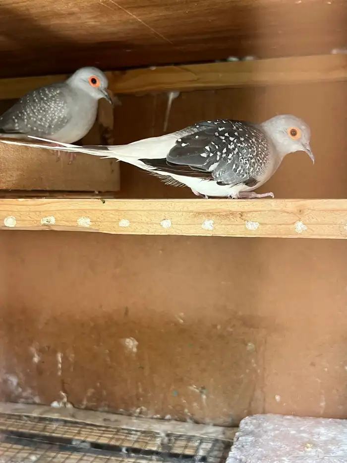 جوز يمام ماسي الملكي فواتح 0