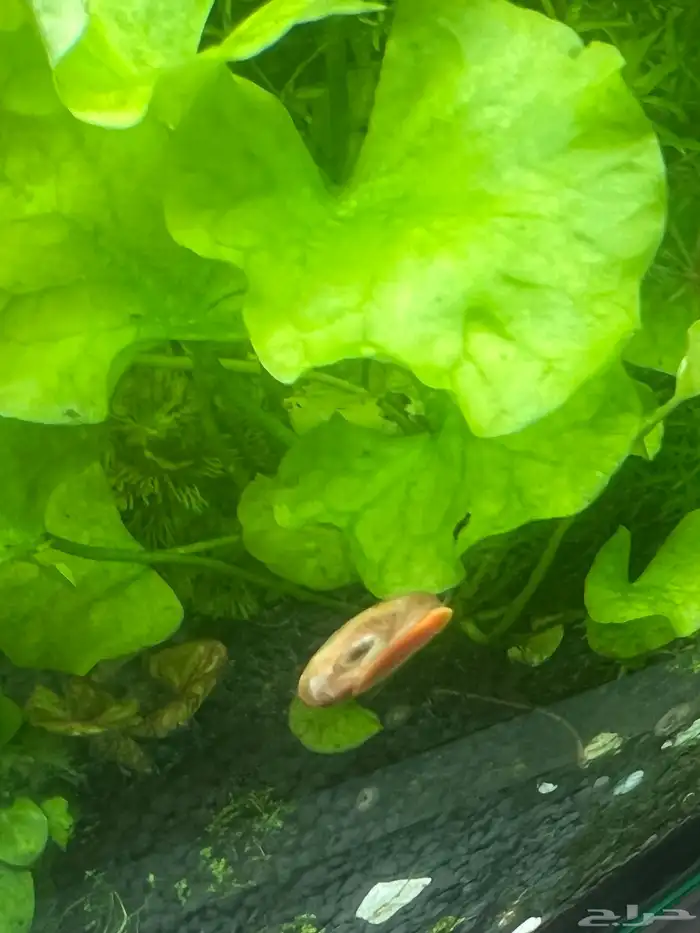 حلزون حوض سمك 0