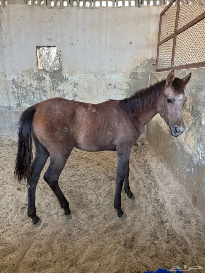 مهرة شعبية 0