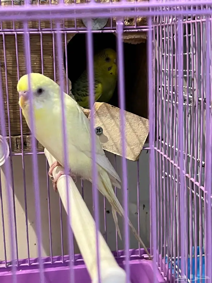 ببغاء باجي 0