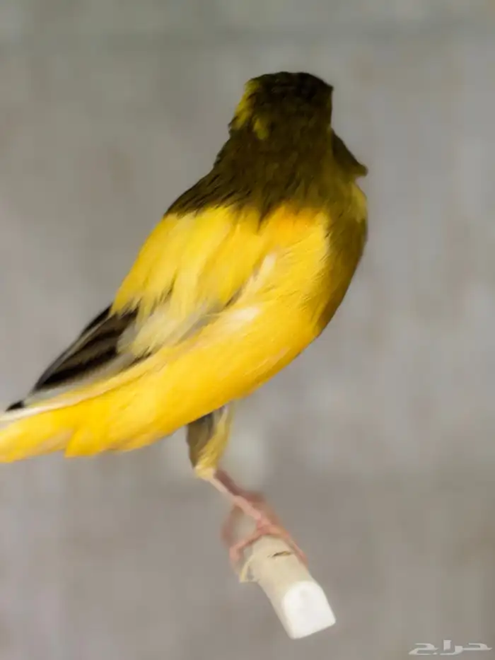 كناري جامبو 8