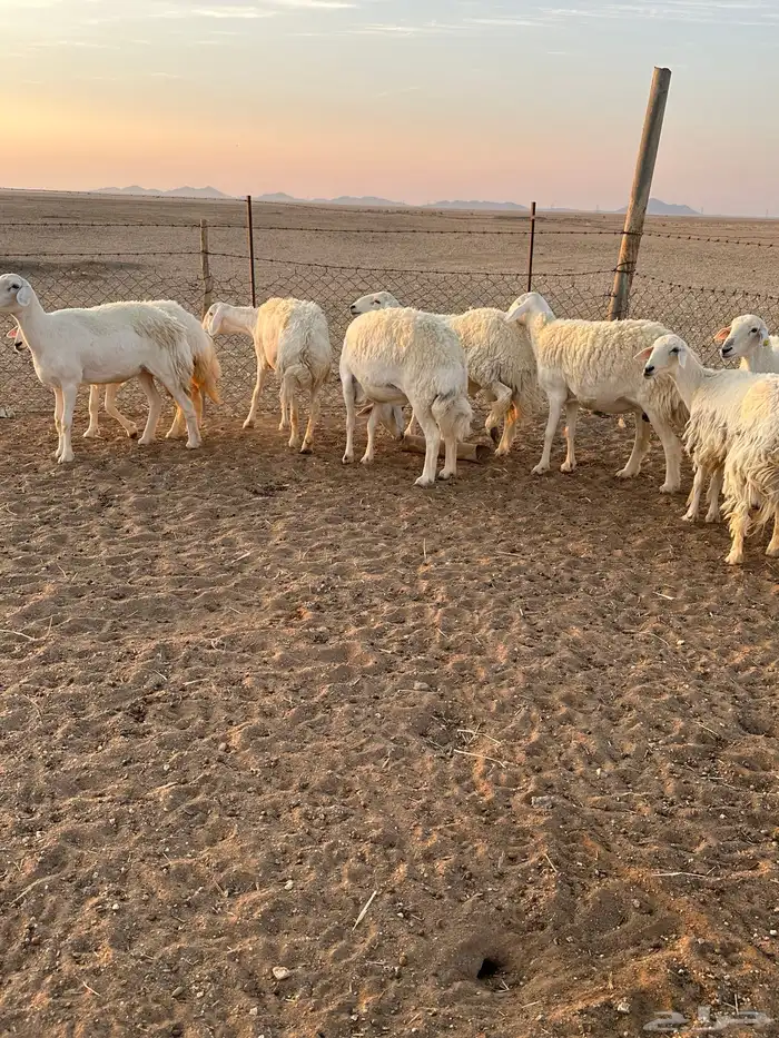 حريات حرش طيبه 3