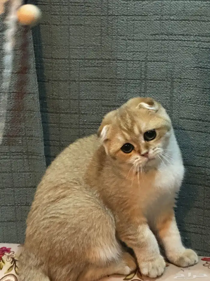 سكوتش فلود البيعه سريعة والقطاوة صحتها ممتازه ولعوبه 4