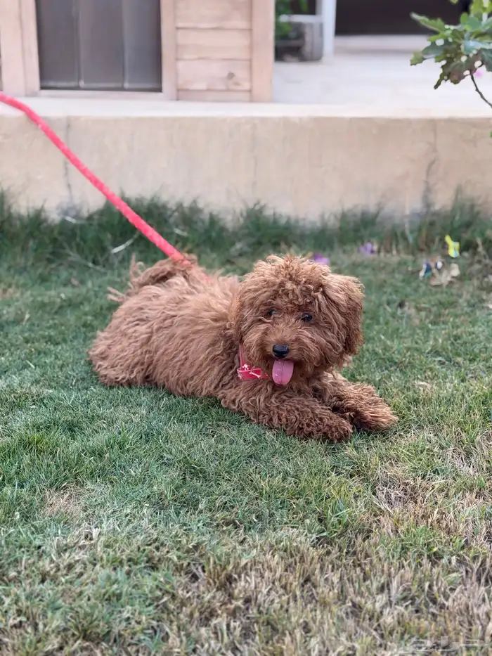 انثى توي بودل 9