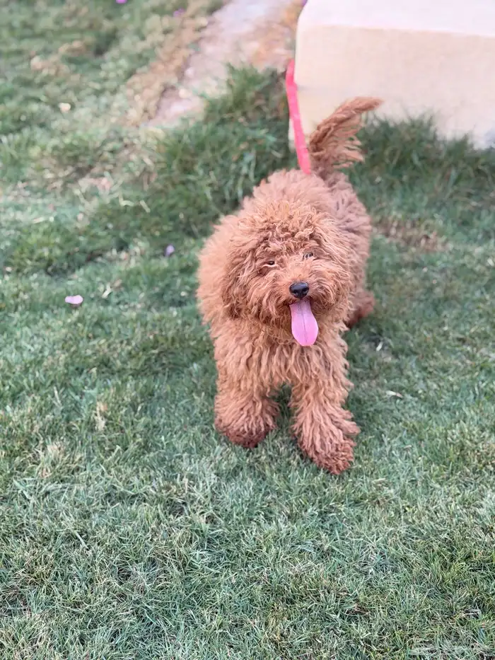 انثى توي بودل 0