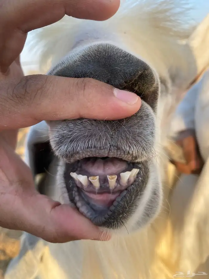 تيس فحل مشروك 5