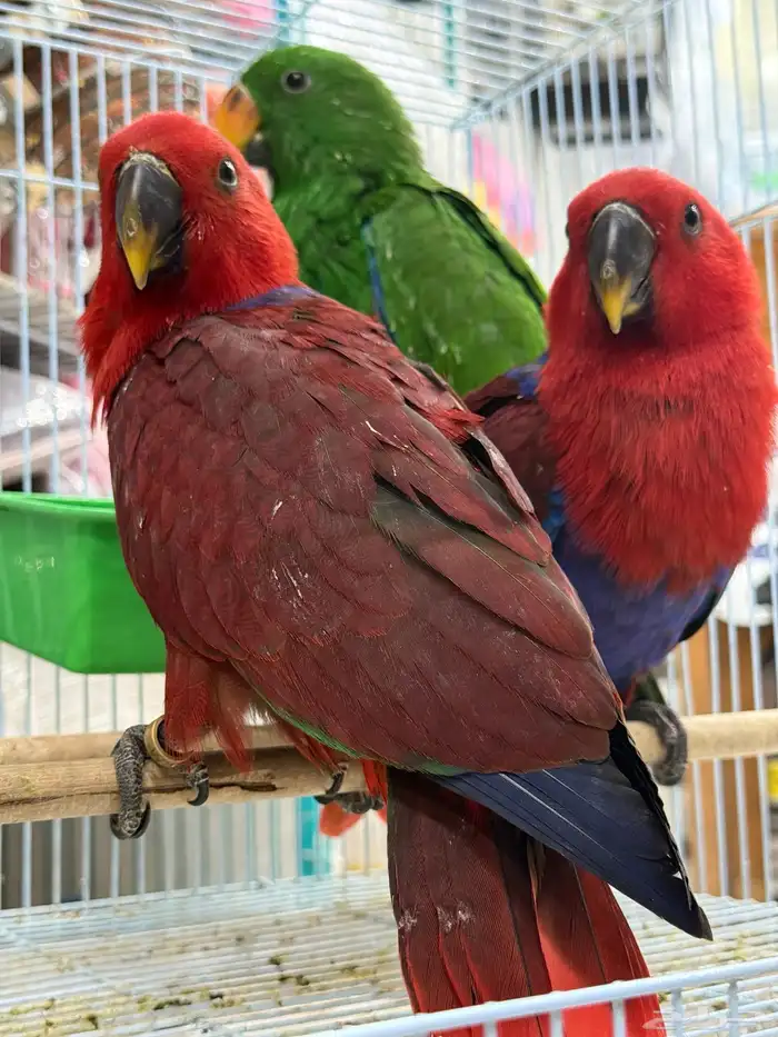 فروخ اكلكتوس 4