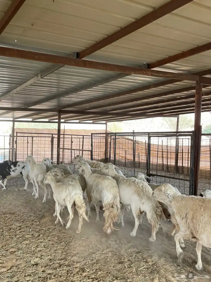 غنم حريات 15 بالفحل 1