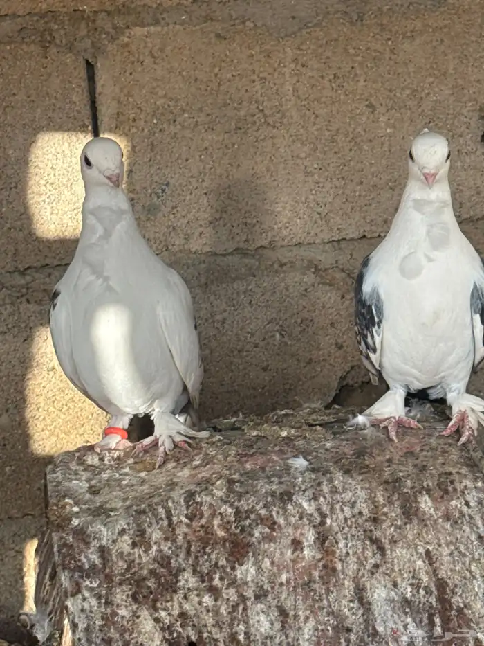 حمام حب الرمان بياض الصحه شرط حمام زينه 0