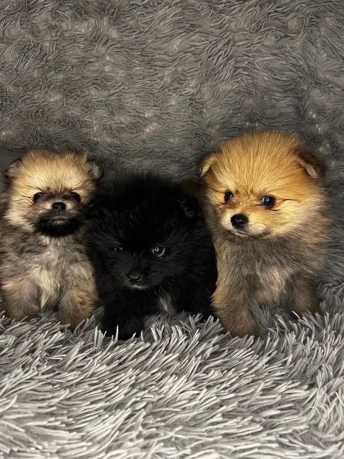 Male   Female Pomeranian Puppy 4