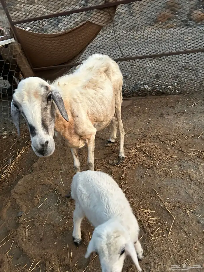 نعجه معها طلي 3