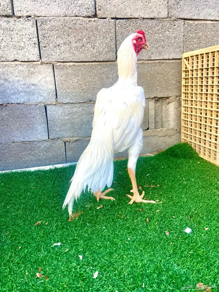 جوز سندي نسل عم غبشان 0