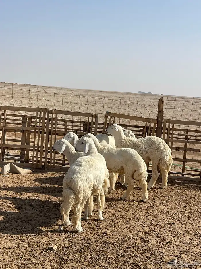 للبيع خرفان 7