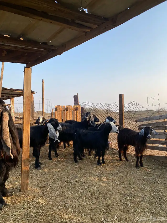 للبيع معزا عوارض وحريات بالفحل دفيع ومضاريع 34