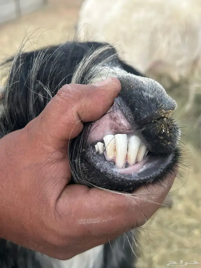 تيس عارضي رباع وتيس ابو 8 شهور 3