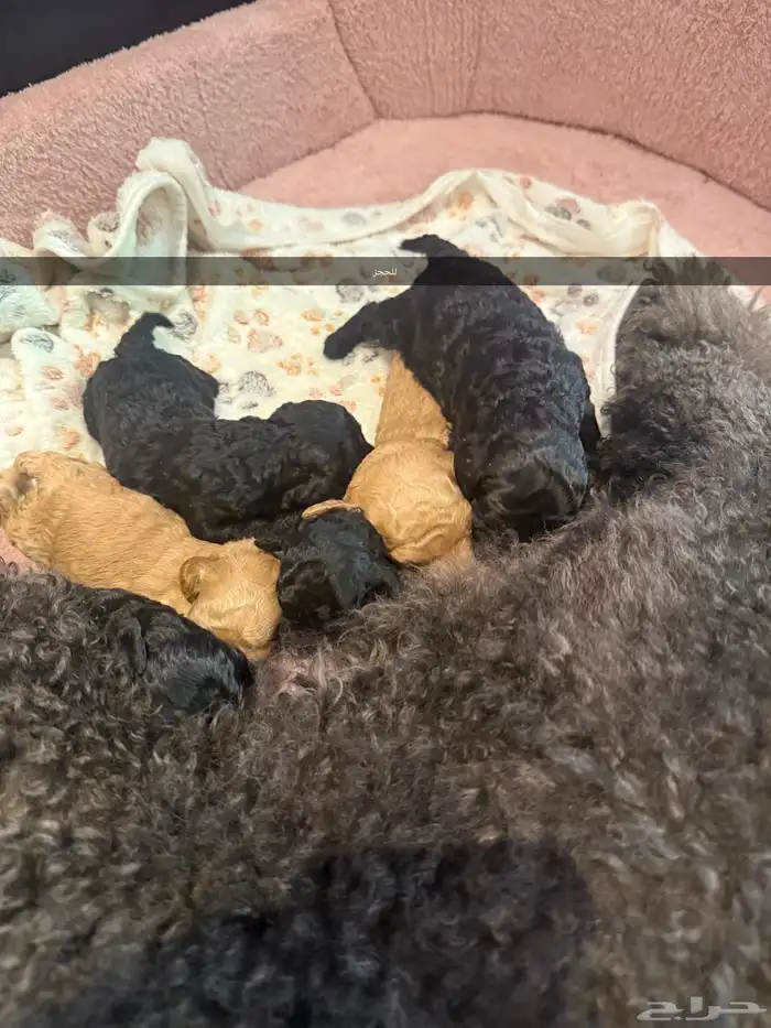 مستويات جراء بودل للحجزويوجد صور انتاج السابق وصور الأهالي 3