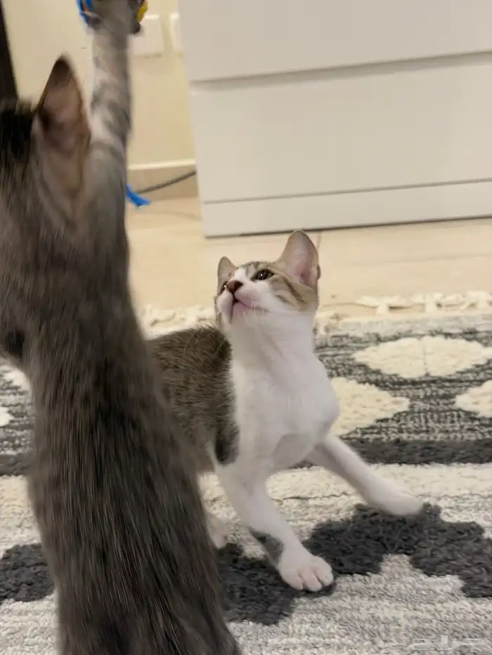 قطط للتبني بلدي لعوبيين 19