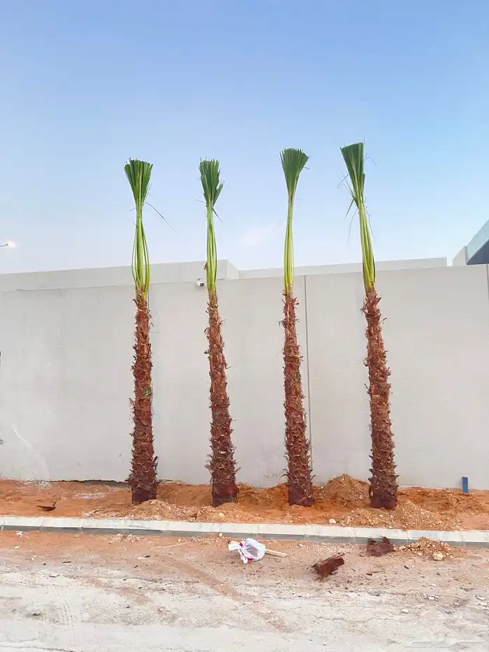 نخل واشنطونياء زينه 0