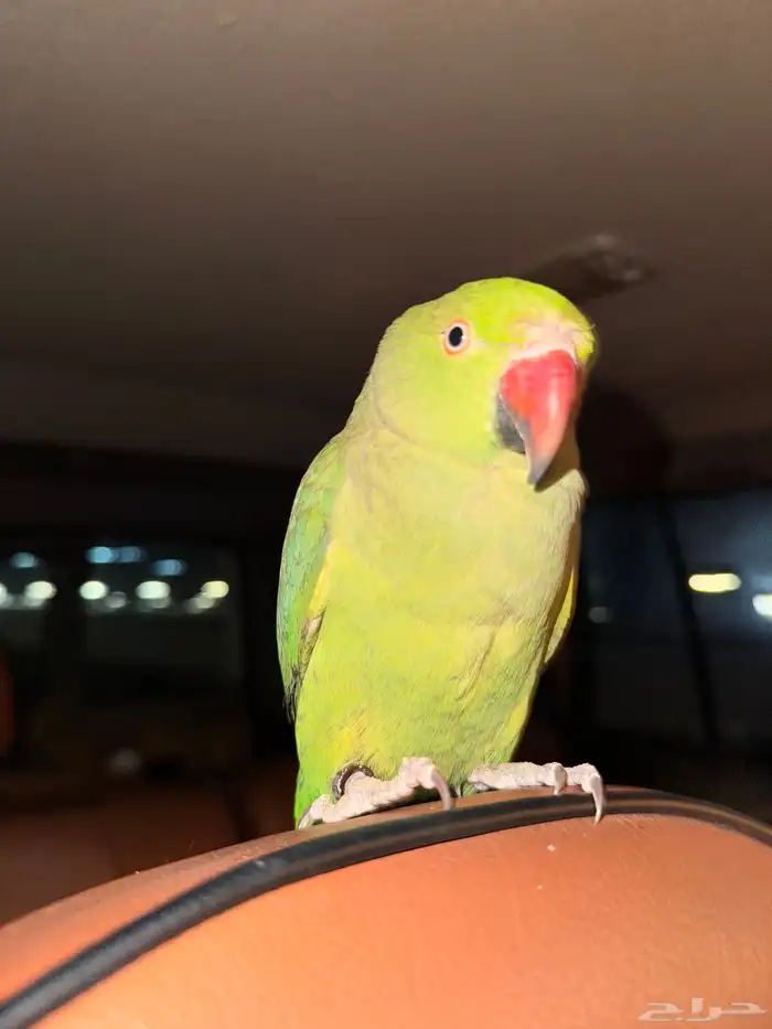 بغبغاء دره للبيع 0