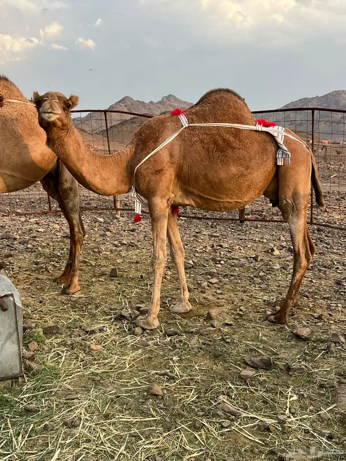 خلفه حمرا ساحليه من بل وادي الحمض من 12500 تم البيع 2