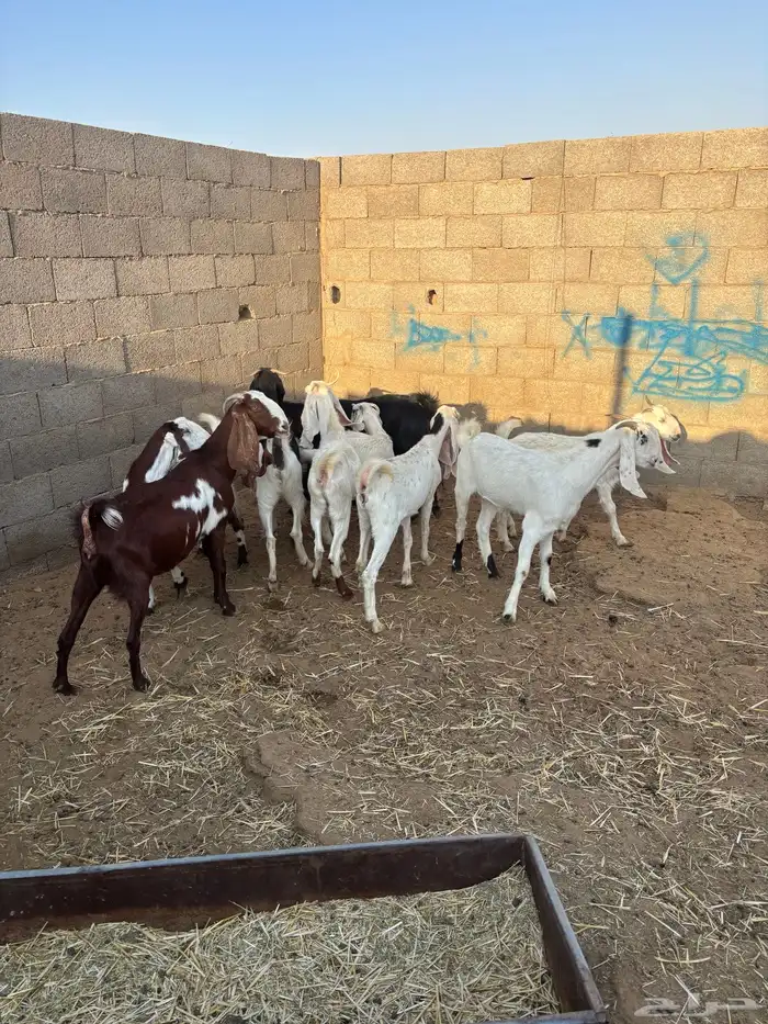 للبيع معزا مشاريك دفيع ومضاريع 3