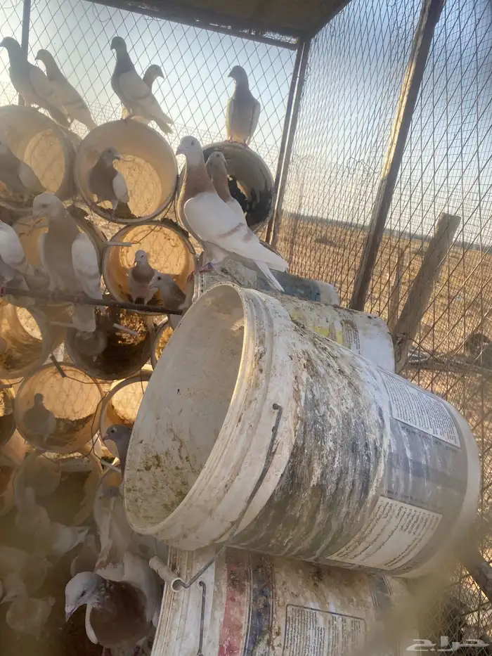 زاجل كريمي منتج 2