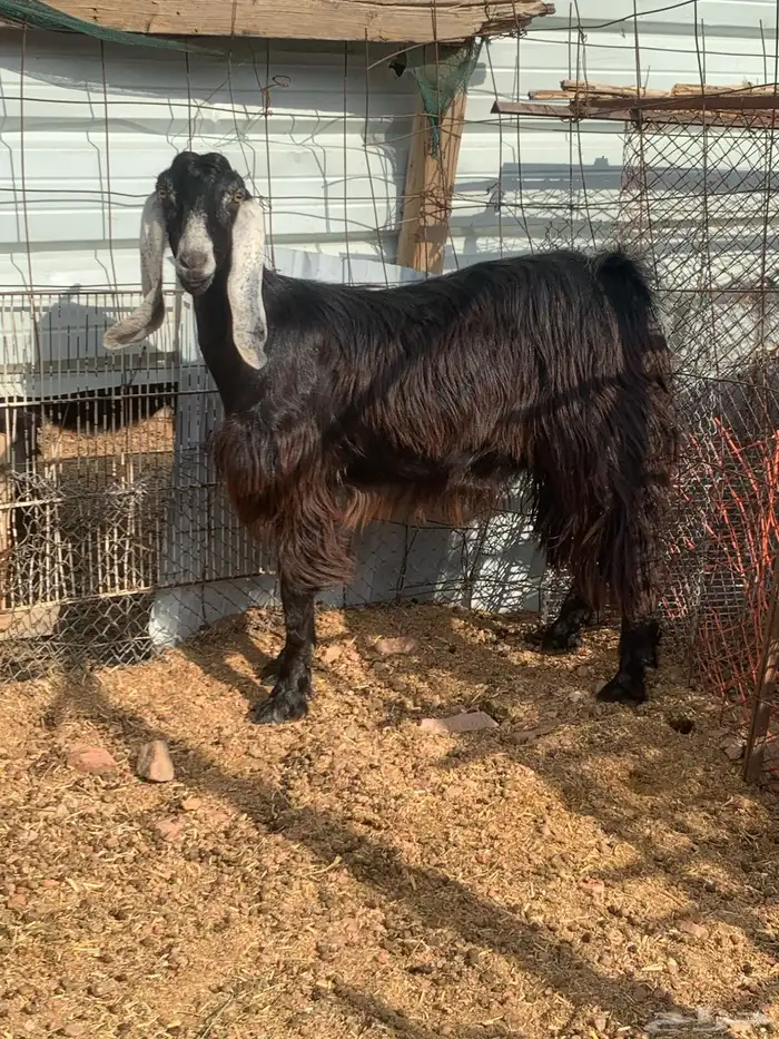 جفرة عارضية ثنية دافع 2