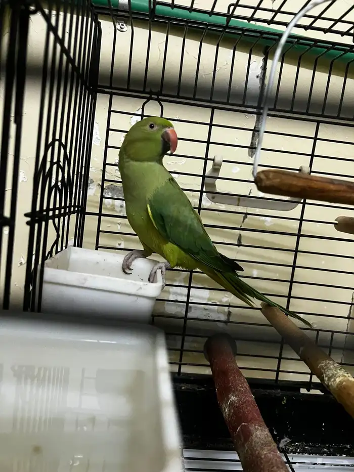 ببغاء الدرة الهندي 3