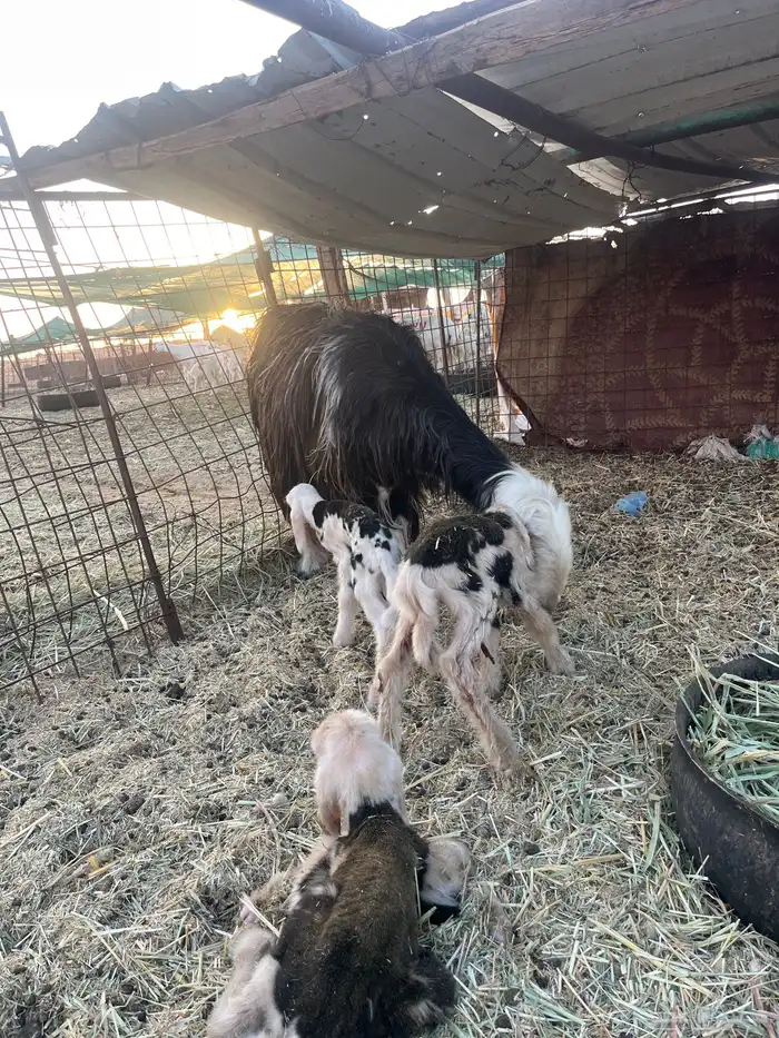 نجديه والد 1