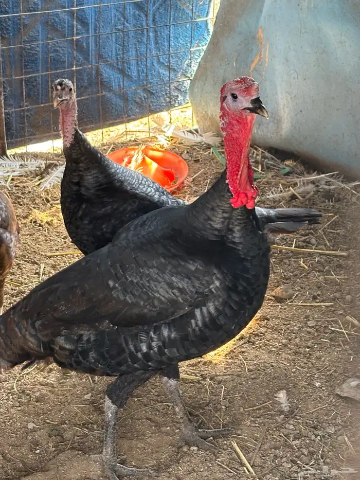 بيض رومي دجاج باكستاني 4