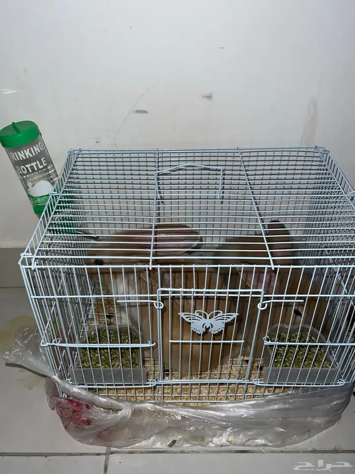 ارانب جوز فرنسي 2