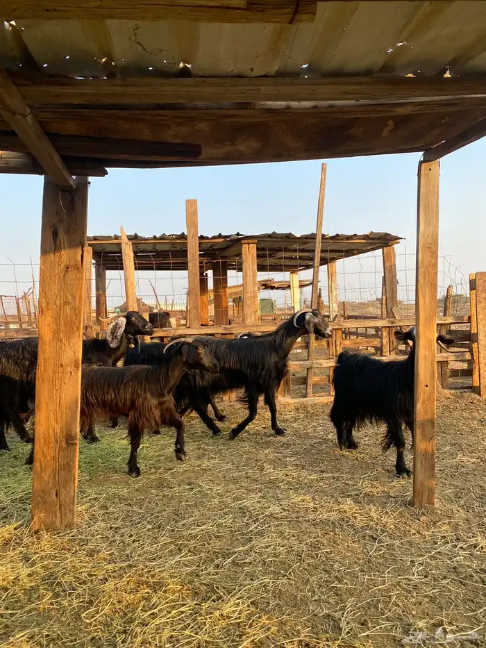 للبيع معزا عوارض وحريات بالفحل دفيع ومضاريع 28