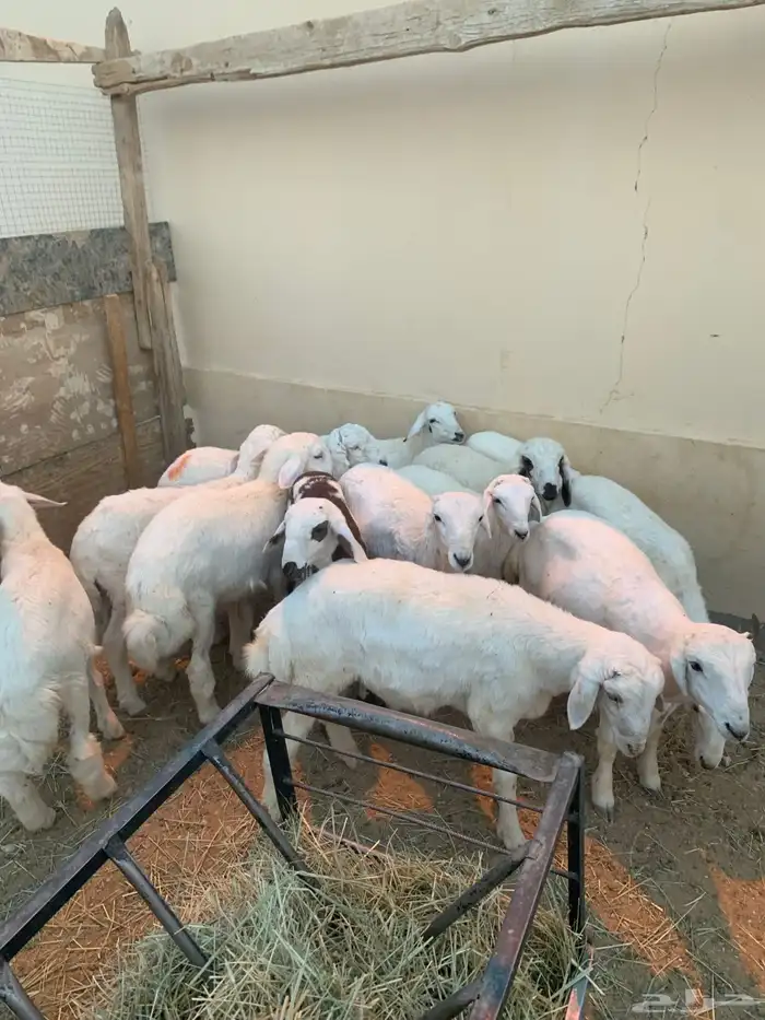 الربعه شهور العدد خمسطعش خرفان 4