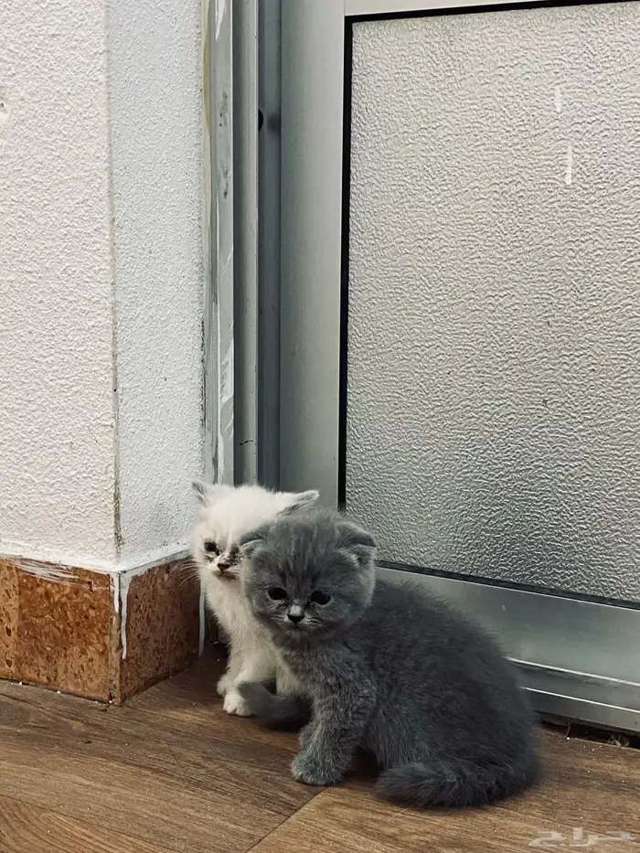 للبيع على السوم العمر 3 أسابيع 1