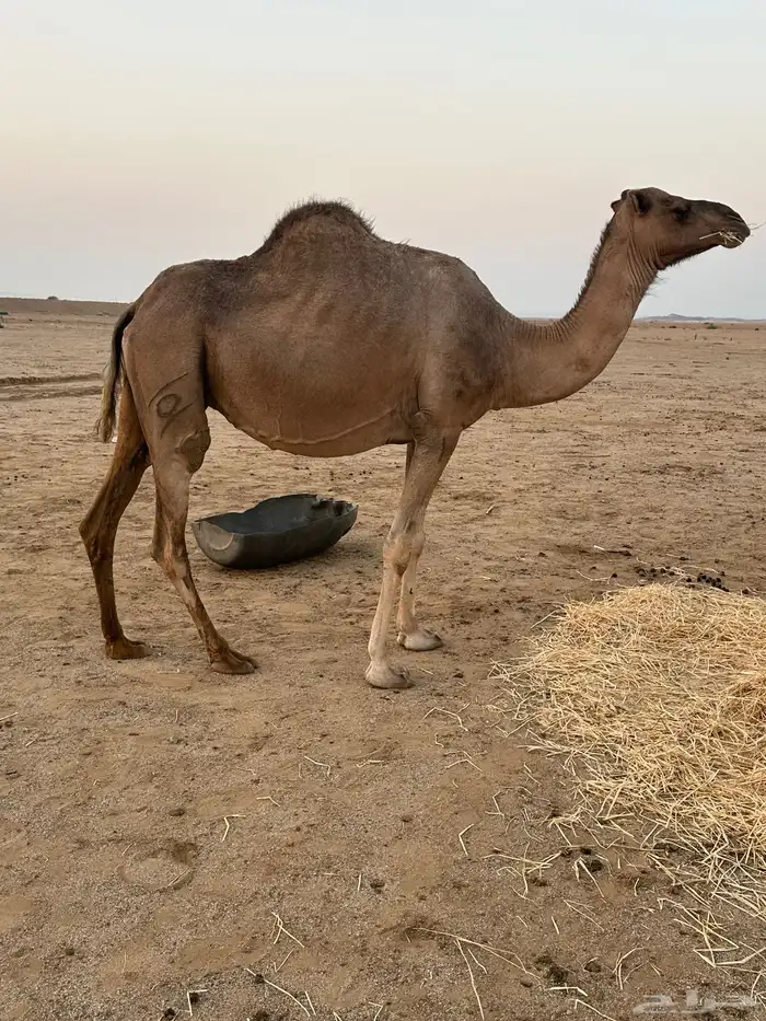 ابل ملاقي ( تم البيع ) 1