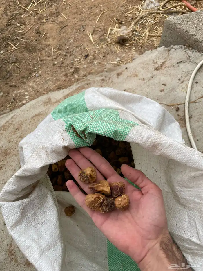 علف تمر للبهم اغلبه سكري وخلاص شي نظيف 2