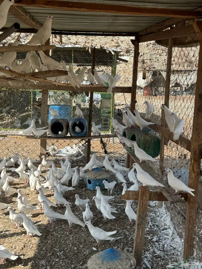 حمام فرنسي 1