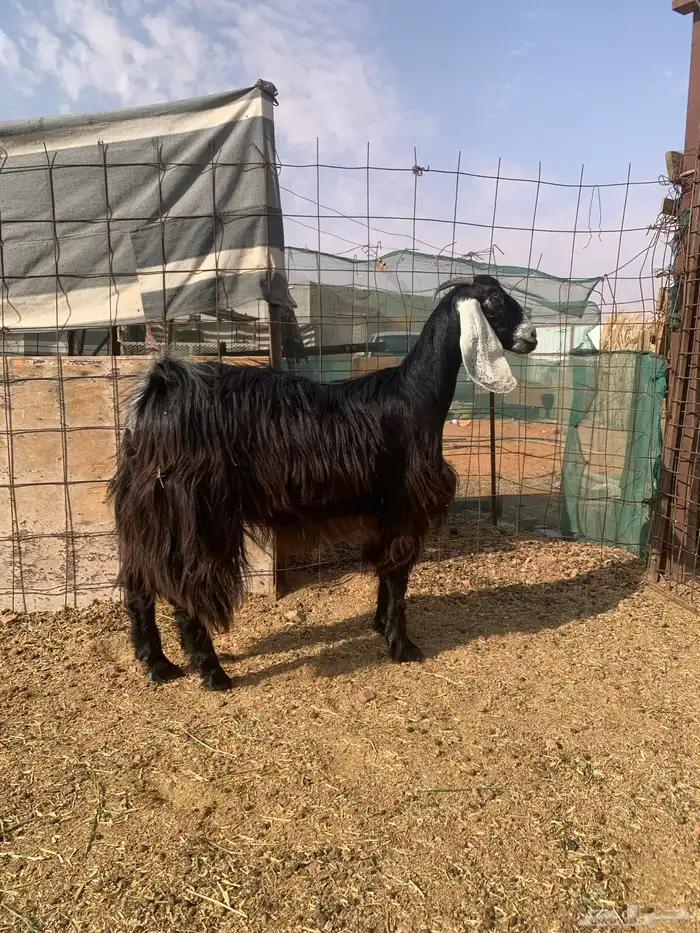 جفرة عارضية ثنية دافع 0