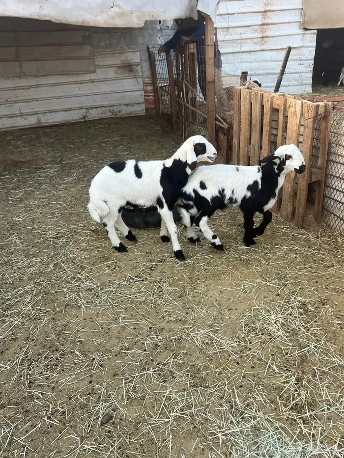 للبيع خروفان 2 تحت امهاتهم 3