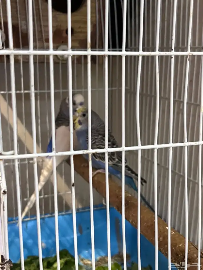 ببغاء باجي 1