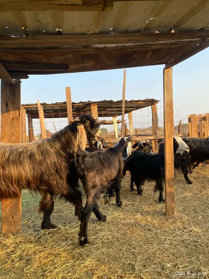 للبيع معزا عوارض وحريات بالفحل دفيع ومضاريع 30