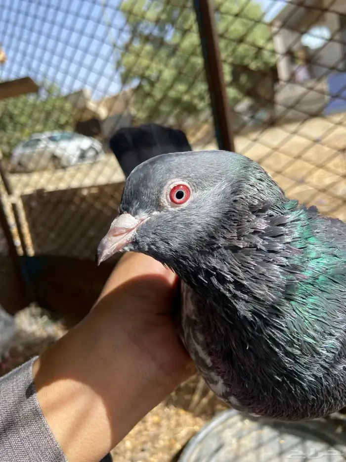 حمام باكستاني 7