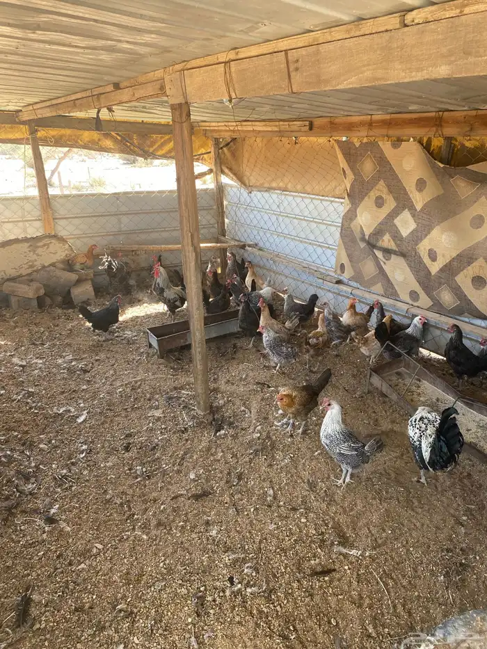 دجاج بلدي وفيومي بياض 2