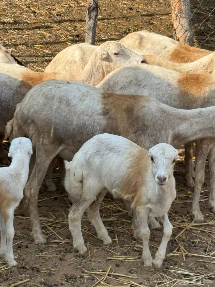 ضان مراح واحد مناتيج وقرايب 7