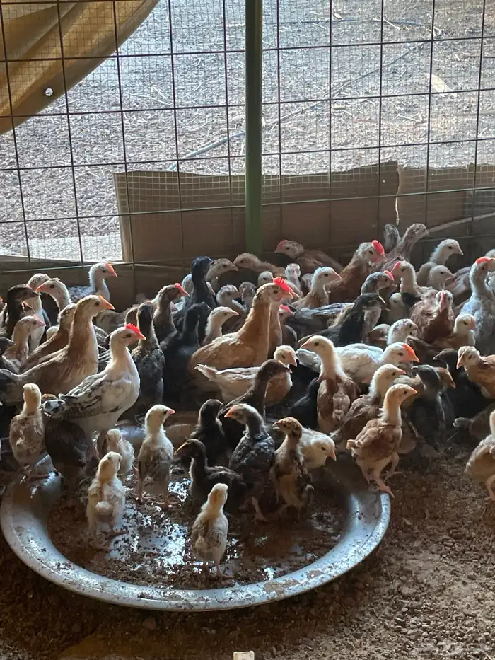 دجاج فروج بلدي رابغ 0