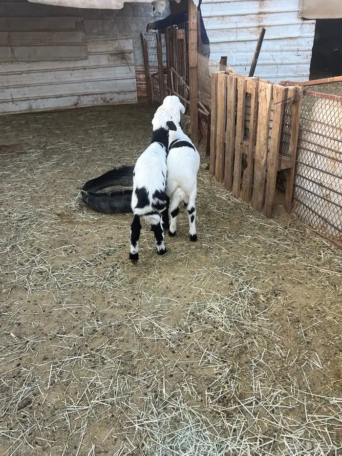 للبيع خروفان 2 تحت امهاتهم 0