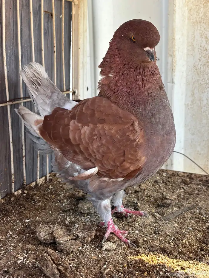 حمام كنق ايناث 0